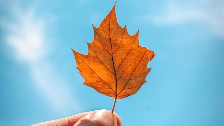 Europa: crean dispositivo que transforma dióxido de carbono, agua y luz solar en combustibles sostenibles